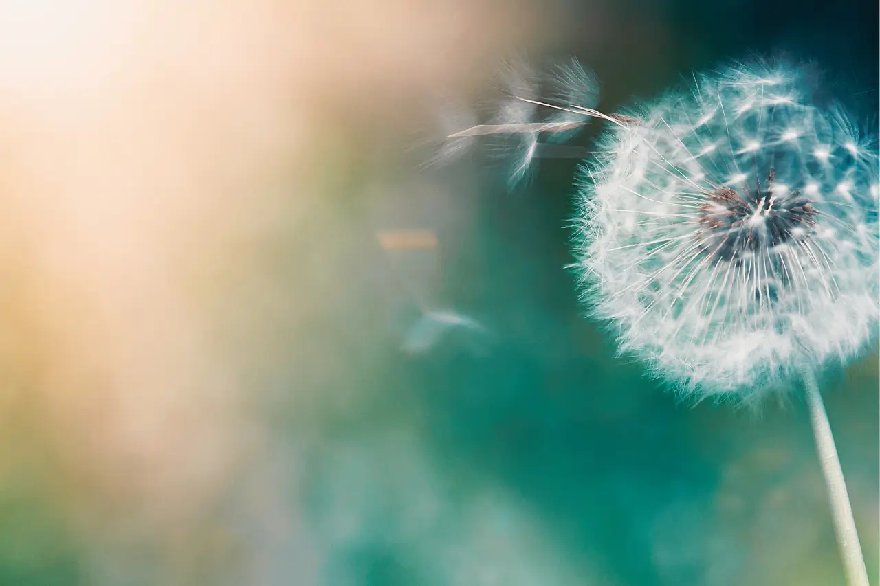 initiation reiki-lumières d âmes-Grenoble