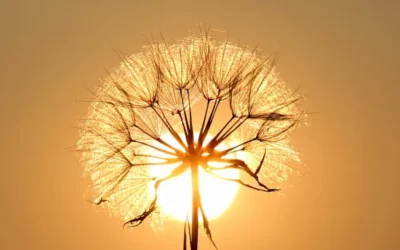 REIKI ET SÉRÉNITÉ